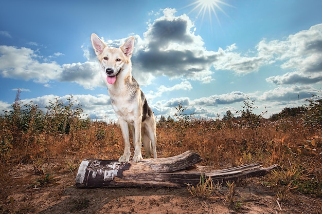 Glad mongrel dog standing on log at nature