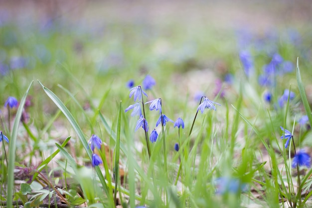 A glade of blue flowers, a glade of spring fragile flowers, the first flowers of spring