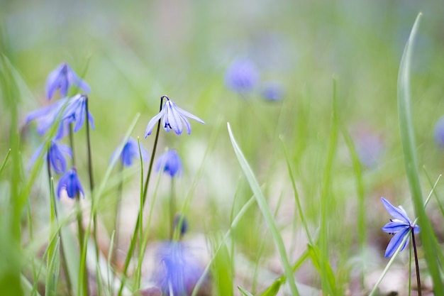 A glade of blue flowers, a glade of spring fragile flowers, the first flowers of spring