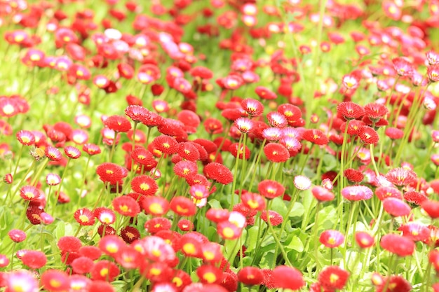 Glade of bright spring flowers Red small flowers on a blurred background