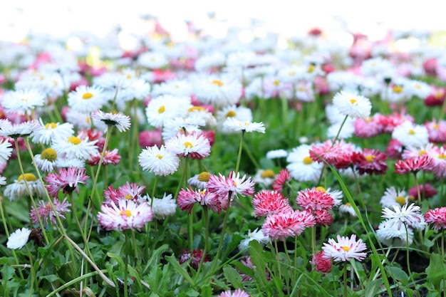 Glade of bright spring flowers