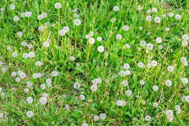 Glade of fresh meadow dandelions on a sunny spring day Flowering dandelions Excellent background for the expression of spring mood Dandelion plant with a fluffy bud