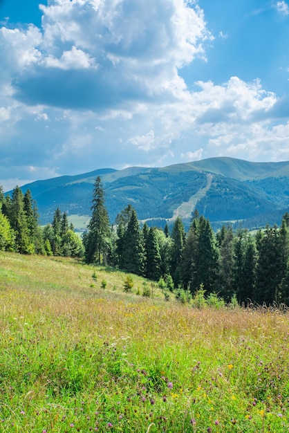 The glade is covered with grass and flowers on top of the mountains with blue sky and clouds