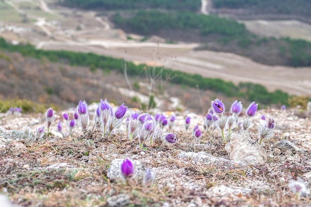 Glade of spring pasque-flower on a hillside slope. Beautiful delicate purple flowers.