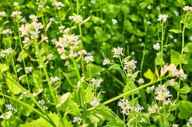 Glade of spring wild flowers Closeup selective focus