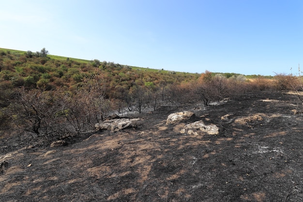 glade with burnt trees and grass black scorched meadow