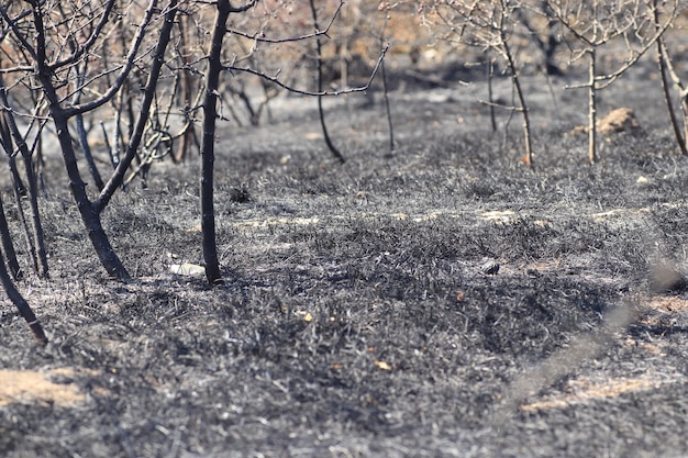 glade with burnt trees and grass black scorched meadow