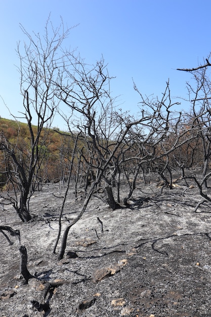 glade with burnt trees and grass black scorched meadow