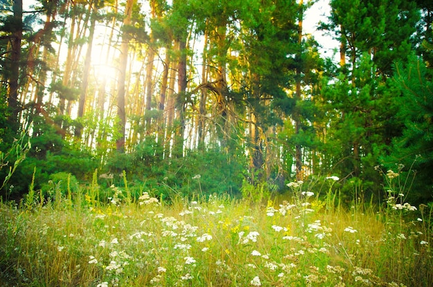 Glade with flowers