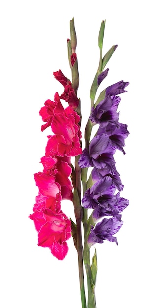 Gladiolus flower isolated on white background Bouquet of gladiolus Beautiful summer flowers