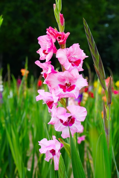 Gladiolus swordLily purple and yellow gladiolus bloom in the garden