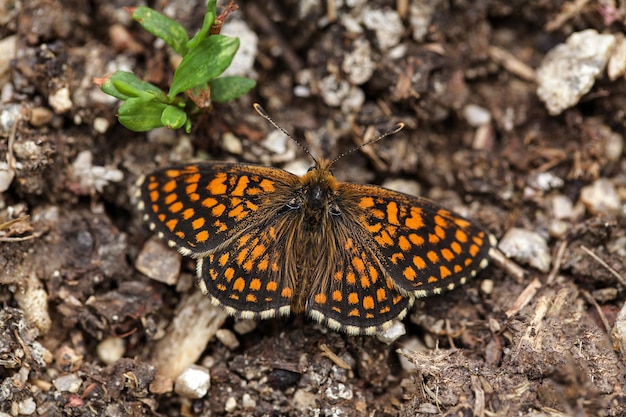 Glanville Fritillaries Melitaea cinxia on stony wood ground