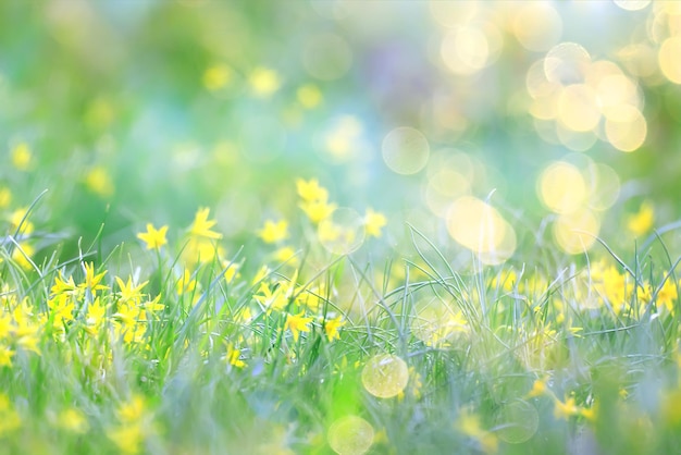 glare sun bokeh background wild spring flowers