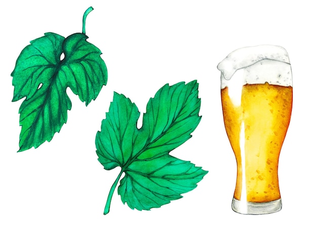 Glass of beer hop and leaves Watercolor beer collection