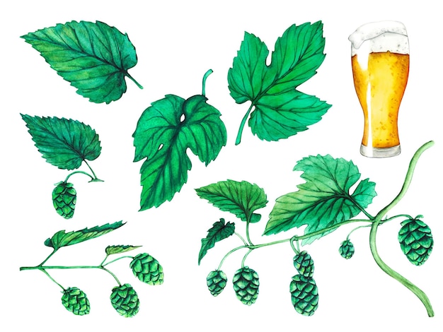 Glass of beer hop and leaves Watercolor beer collection