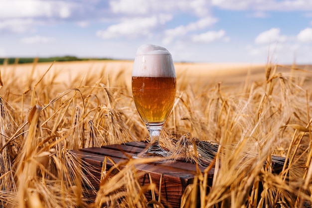 A glass of beer in a wheat field