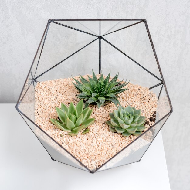 Glass florarium vase with succulent plants and small cactus on white table.