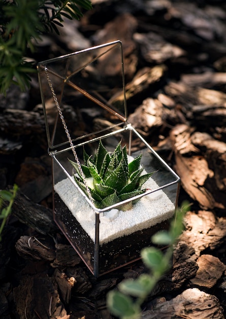 Glass florarium with green succulent plant inside