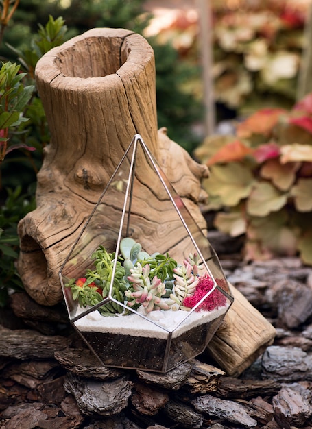 Glass florarium with succulent plants inside and a brown stump behind