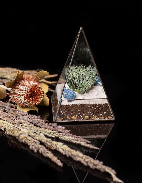 Glass florarium with succulent plants inside isolated on black acrylic. Succulent plants in glass box.