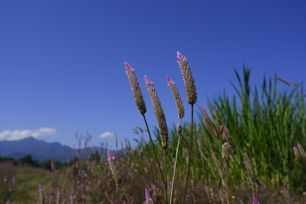 glass flower in nature against blue sky