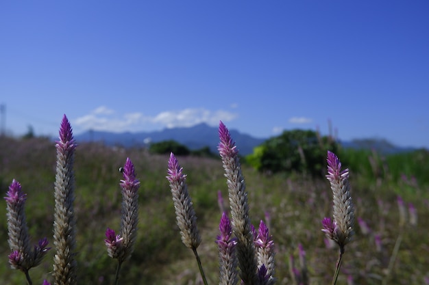 glass flower in nature against blue sky