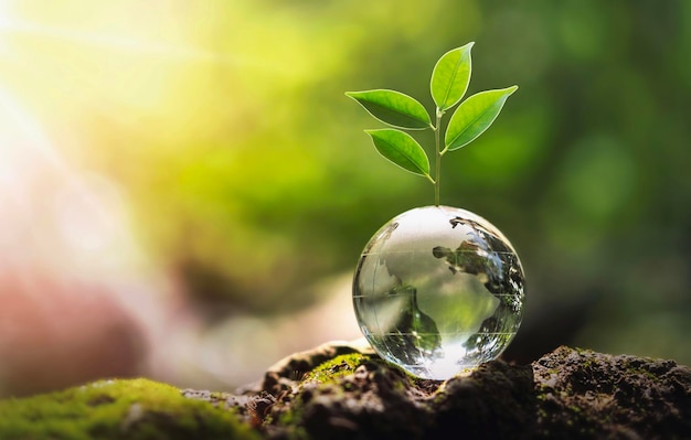 Glass globe ball with tree growing and green nature blur background eco concept