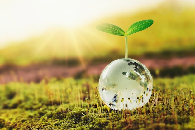 Glass globe ball with tree growing and green nature blur background eco earth day concept