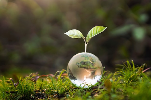 Glass globe ball with tree growing and green nature blur background.