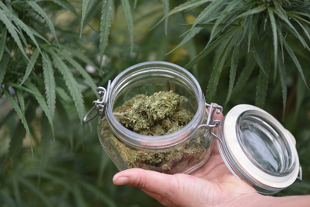 Glass Jar with CBD Flowers