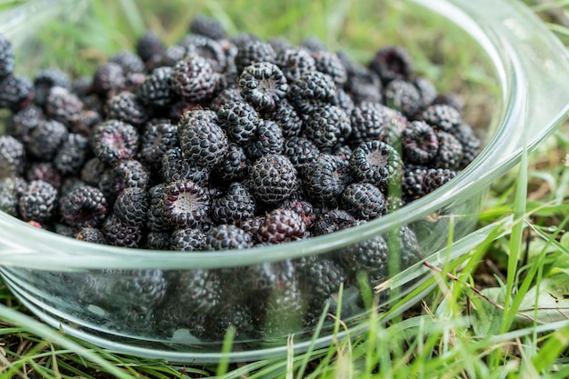 Glass plate with a fresh harvest of a black raspberry