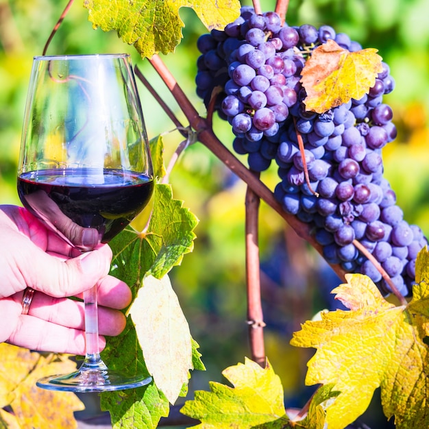 Glass of red vine, vineyards and grape.