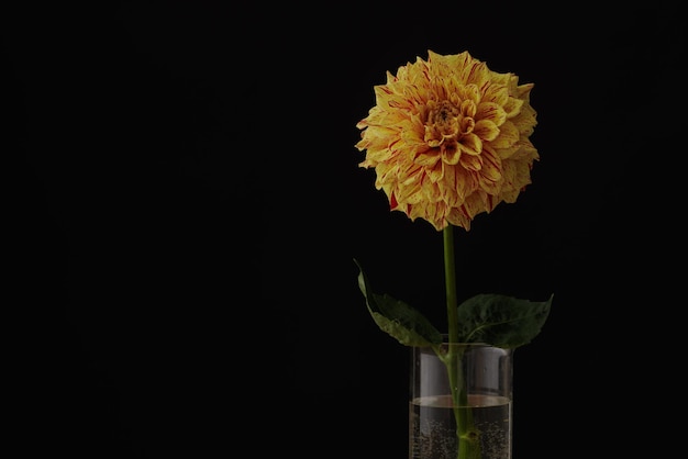 Glass vase with dahlia on wooden table dark background mockup