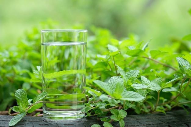 Glass of water and mint