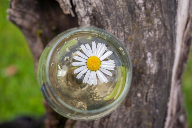 A glass of wine in an old dry apple tree