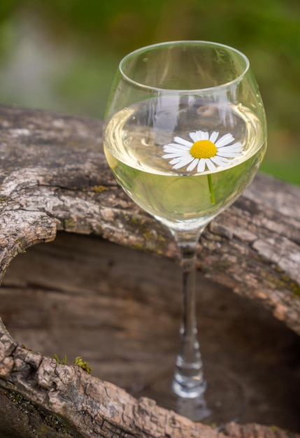 A glass of wine in an old dry apple tree