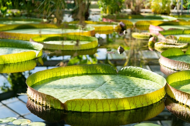 Glasshouse with tropical victoria amazonica giant water lily and aquatic plants