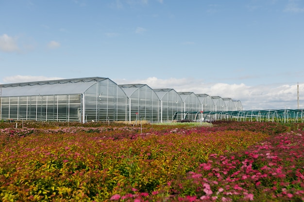 Glasshouses or greenhouses for growing vegetables on a summers day.