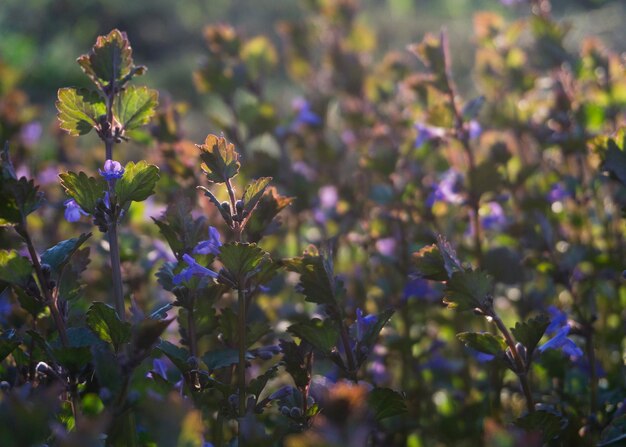 Glekhoma ivy Budra in the sun