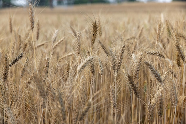 Global food shortages are growing due to the shock of the war , climate change and rising inflation