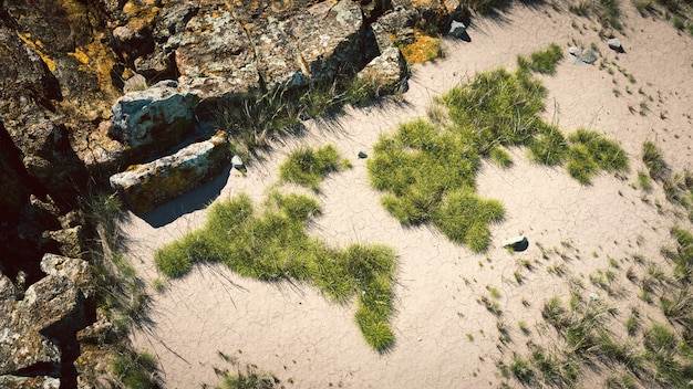 Global warming concept. A few grass clumps in a shape of world continents growing on cracked mud. 3d rendering.