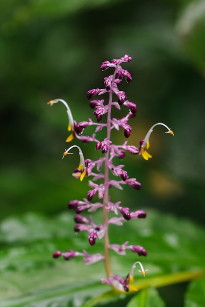 Globba winitii, a purple inflorescence