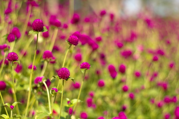 globe amaranth Flower.