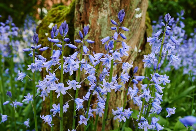 Glooming Bluebells flower in the garden of all season Spring day outdoors purple violet lilac and green color Selective focus of Spanish bluebell in the garden floral with a beautiful purple