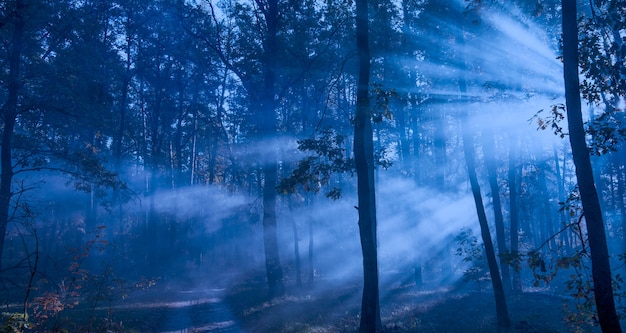 Gloomy night landscape. The rays of the sun in the misty forest.