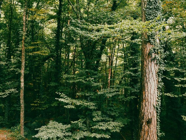 gloomy old pine forest for background and text