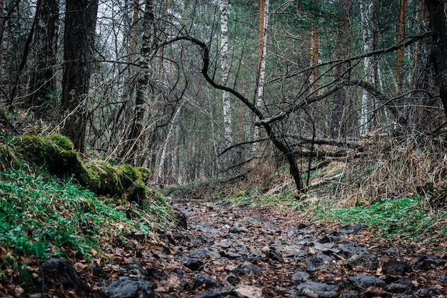 A gloomy path surrounded by fallen trees