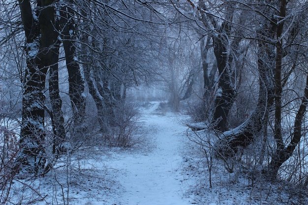 Gloomy winter day in the forest