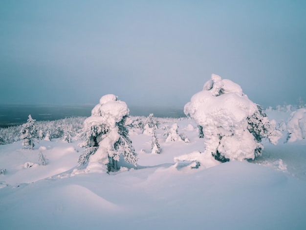 Gloomy winter forest at night Snowcovered silhouettes of bizarre trees on a mountain slope against a dramatic dark sky Harsh winter nature