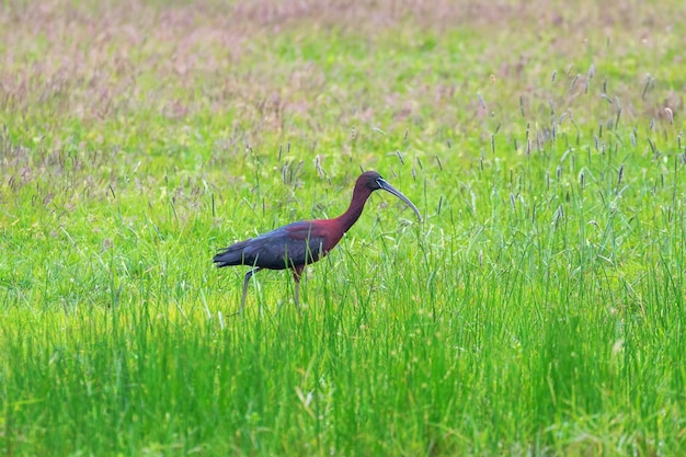 Glossy ibis feeding in marshy grassland